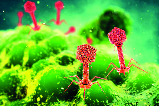 Naivt å tro at ­bakteriofager skal løse antibiotikakrisen