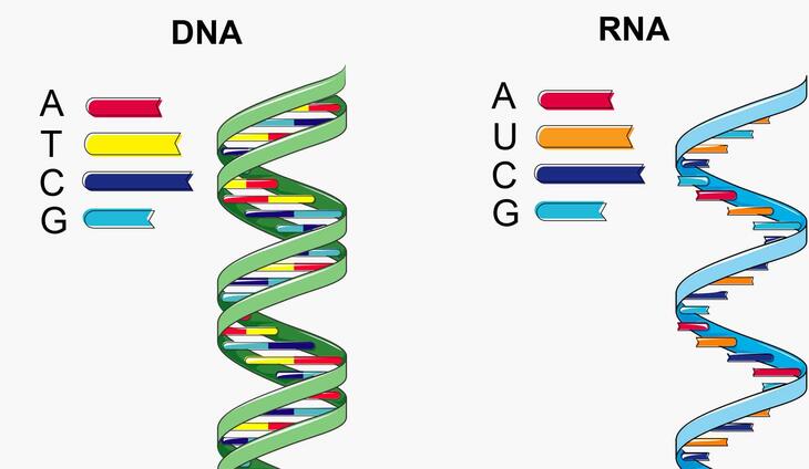 Figur 2. DNA-sekvenser består av en lenke med fire ulike molekyler ved forkortet navn A, T, C og G. DNA former en dobbel tråd der disse molekylene binder seg parvis sammen. RNA består av en rekke av de fire molekylene A, U, C og G og finnes nesten alltid som en enkelt tråd. Illustrasjon: Tor Kristian Andersen