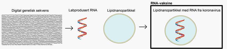 Figur 3. mRNA-vaksiner består av syntetisk eller labproduserte mRNA som koder for koronavirusets piggprotein, pakket inn i en lipidnanopartikkel til en virusliknende partikkel. Illustrasjon: Tor Kristian Andersen