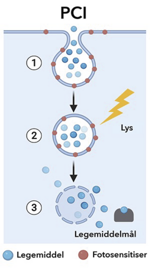 Figur 1. Skjematisk illustrasjon av standard PCI-protokoll. 1) Legemidlet og fotosensitiseren administreres samtidig. Begge forbindelsene akkumulerer i cellens endocytiske vesikler. 2) Eksponering av synlig lys aktiverer fotosensitiseren som fører til generering av reaktive oksygenforbindelser og forårsaker skade på vesikkelmembranen. 3) Legemidlet frigjøres ut i cytosol og kan interagere med legemiddelmålet. 