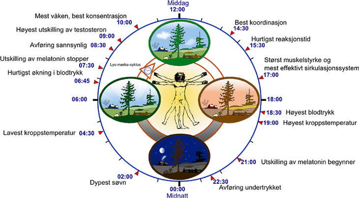Kroppens klokke:  Det skjer forskjellige ting i kroppen på ­forskjellige tidspunkter av døgnet, og det påvirker oss i stor grad. Illustrasjon: Wikipedia