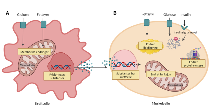 Illustrasjon av metabolske forandringer i kreftcelle og muskelcelle
