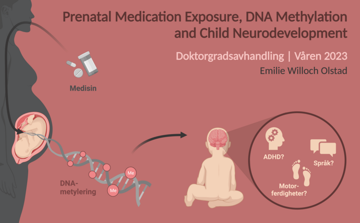 Figur 1. Oppsummering av doktorgradsavhandlingen: å undersøke sammenhengen ­mellom medisineksponering i fosterlivet, DNAm og barnets hjerneutvikling. Pilene illustrerer DNAm som en mediator; én av flere mulige sammenhenger. (Figur laget med BioRender.com). 