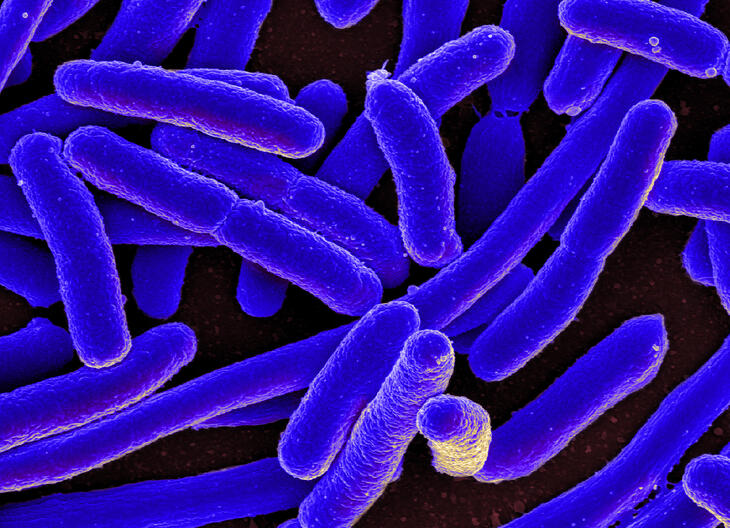E.coli illustrasjon